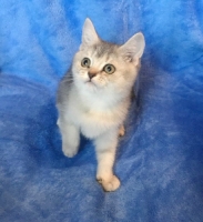 Очаровательная шотландская серебристая тикированная шиншилла