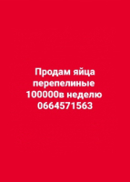 Продам яйца перепелиные оптом