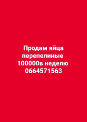 Продам яйца перепелиные оптом