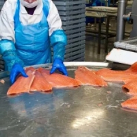 Шоковая заморозка,низькотемпературні камери для переробки риби