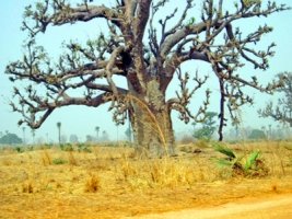 Баобаб (Adansonia digitata) 14 лет.