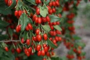 Годжи : New berry, New big berry, Delicate (1-2-3х летние саженцы)
