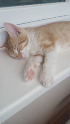 Котята - верные друзья!