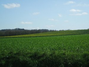 Купимо Ваш Пай