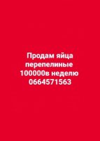 Продам яйца перепелиные оптом