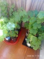 Продаються однорічні саджанці винограду таких сортів