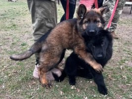 Продаються цуценята німецької вівчарки