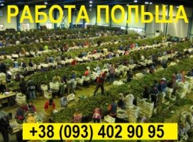 РАБОТА в Польше || Сортировка Cаженцев Клубники || Заезд от 15.09.202