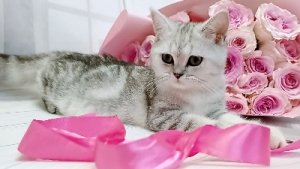 шотландські кошенята