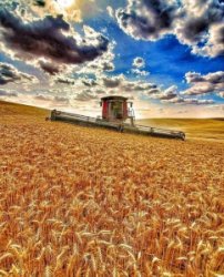 У продажу землі сільськогосподарського призначення СГ по всій Україні