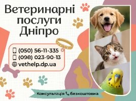 Вызов ветеринара на дом