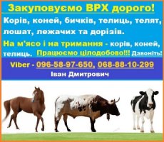 Закуповуємо Врх:Корови Коні Бички Телиці На м‘ясо Та На Тримання