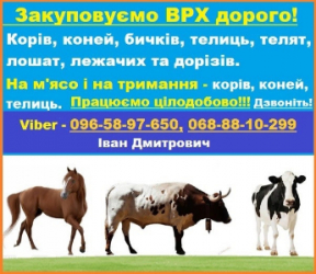 Закуповуємо Врх:Корови Коні Бички Телиці На м‘ясо Та На Тримання
