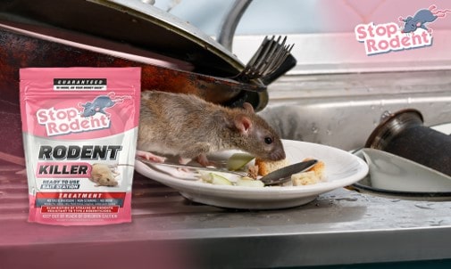 Ефективне рішення для знищення щурів